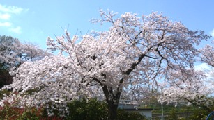 稲城　桜