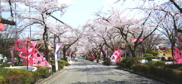 よみうりランド　『カリフラパー』