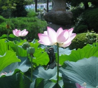 常楽寺　蓮のはな