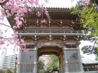 常楽寺　門　桜